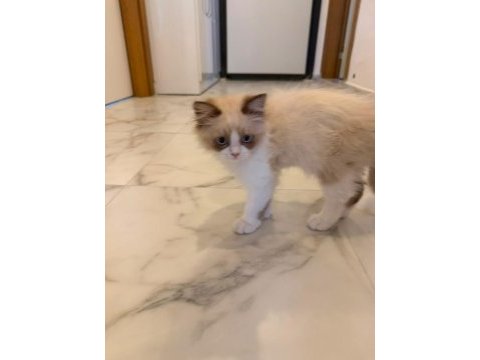 Ragdoll dişi