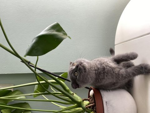 Safkan erkek scottish fold yavrularım sahiplendirilme hazır