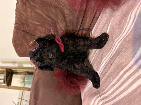 Kızıl siyah ve silver toy poodle bebeklerim