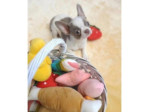 Apple face chihuahua