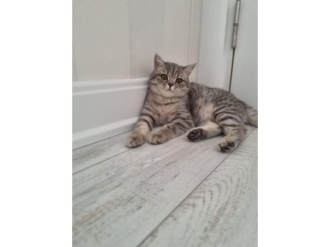 Güzeller güzeli british shorthair mia