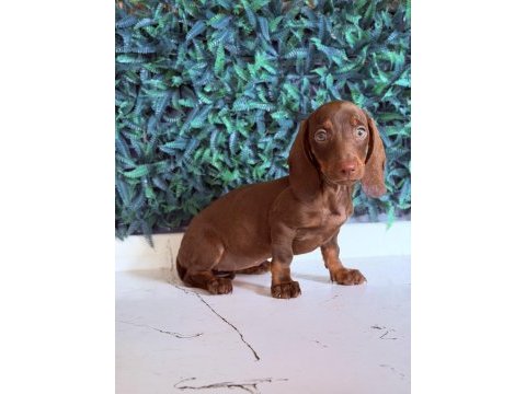 Dünyanın gözdesi ırk mini dachshund