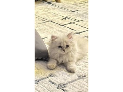 Son erkek british longhair yavrumuz