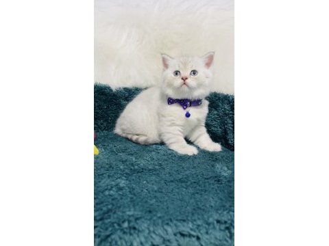 British shorthair silver 2 aylık erkek