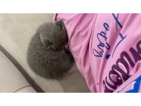 Muhteşem tüylü scottish fold kedisi
