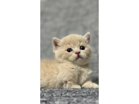 Lilac-golden-blue-golden tabby munchkin kedileri özel
