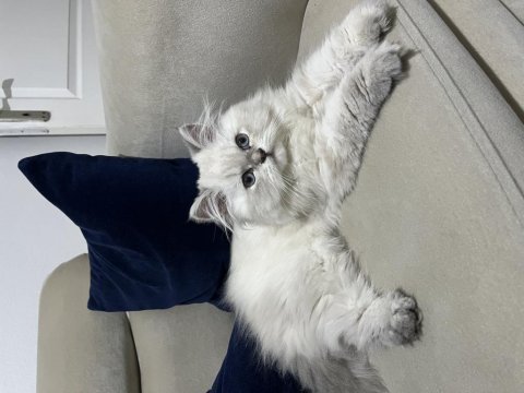 2 aylık dişi british longhair