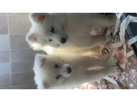 Burkem çiftliğimizden kar topu samoyed