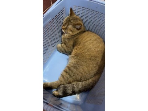 Isparta şarkikaarağaç british shorthair golden tabby