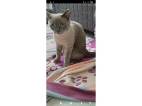 British shorthair kedilerimiz