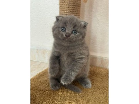 A kalite scottish fold yavrular yeni sahiplerini arıyor