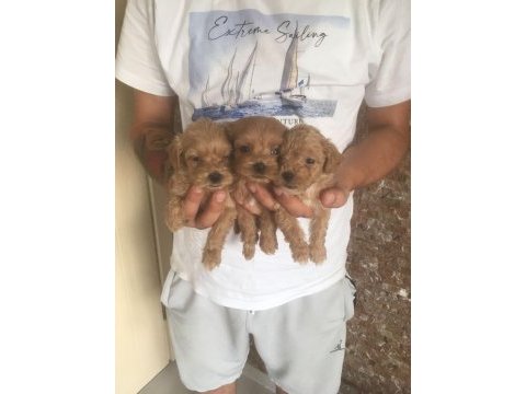 Mükemmel kalite bebek yüzlü maltipoo yavrularımız
