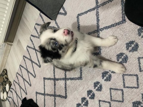 52 günlük dişi border collie yavrusu