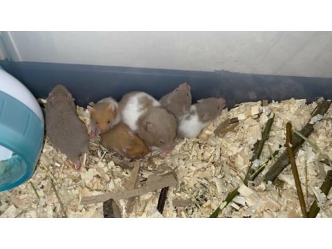 1,5 aylık suriye hamster