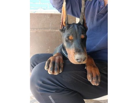 Şampiyon kan hattından a şecere doberman yavrular