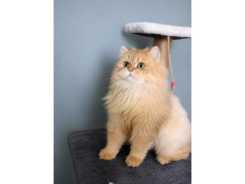 British shorthair dişi kediler