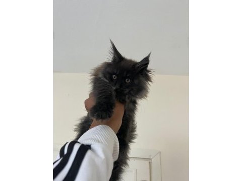 Güzel maine coon bebekler