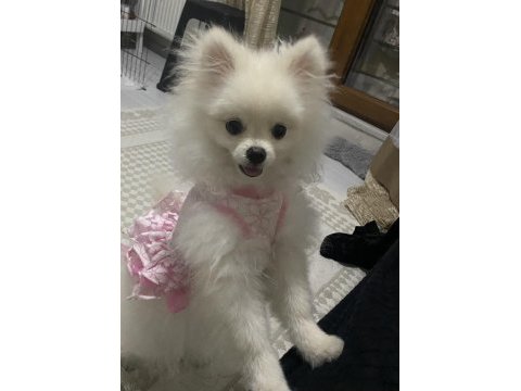 6 aylık dişi pomeranian