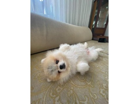 Pomeranian boo dişi ayı surat