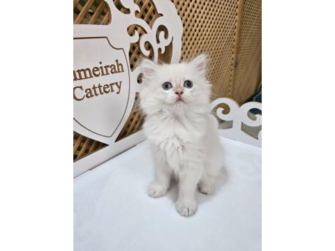 2 aylık british longhair yavrularımız