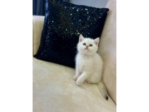 A kalite safkan british shorthair goldenpoint dişi