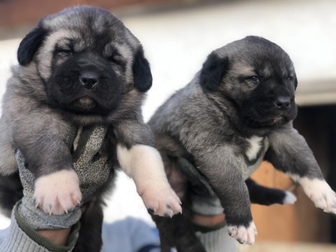 Kaliteli kangal yavrular