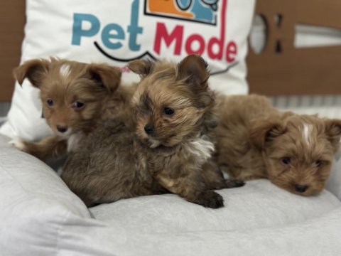 Petmode köpek çiftliğinden tea cup morki yavrularımız