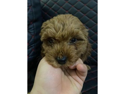 Dişi sevimli poodle yavrumuz