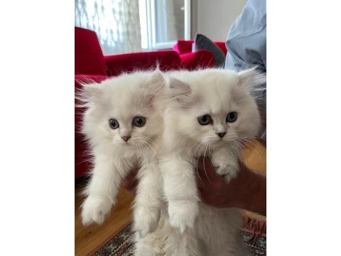British longhair silver ns11 33 dişi yavrular