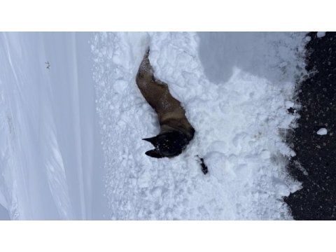 Belçika 1 yaşında uygun ücretli verilecektir
