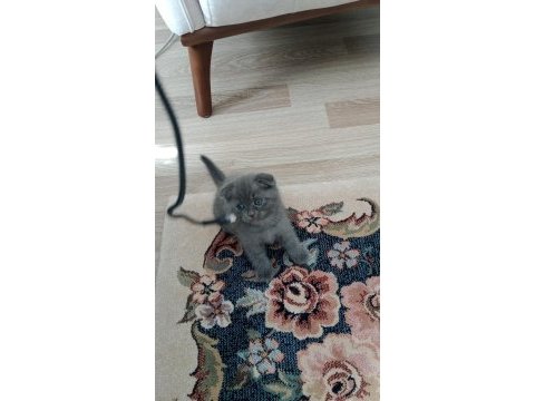 Acil sahiplendirilecek kedilerimiz