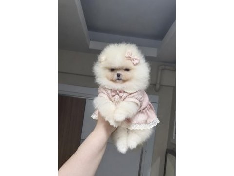 Minik prenses pomeranian boo