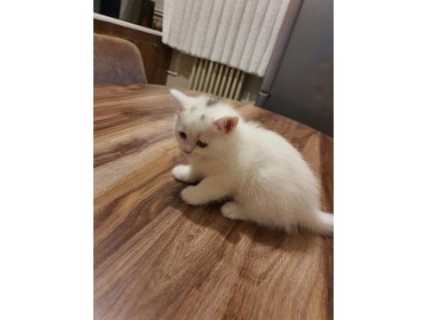 Dünya tatlısı yavru british shorthair