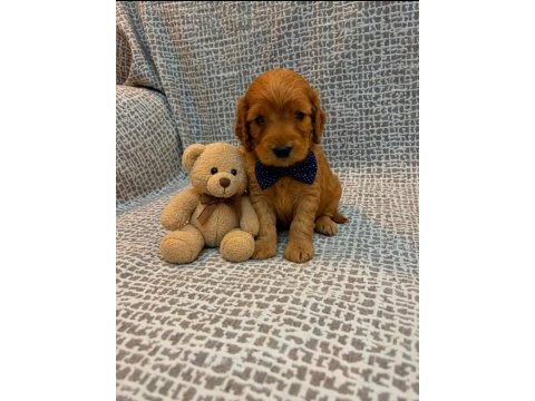 Evınızın yakısıklı maltipoo mınıklerı