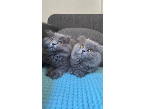 British longhair yavrularım