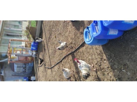 Kaliteli horoz isteyen buyursun