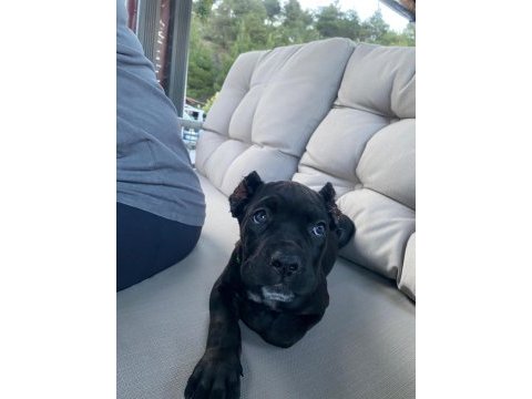 Cane corso 2 aylık