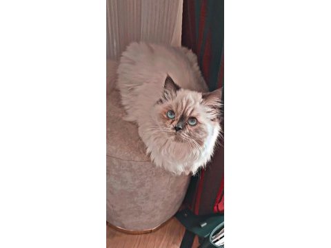 Lunamız sahibini bekliyor chinchilla