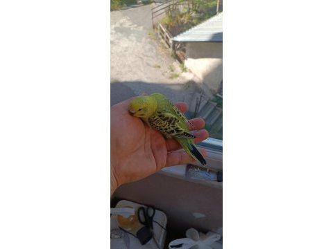 Yeni yeme düşmüş yavrular ve yetişkin muhabbet kuşlar