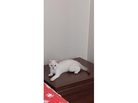 Lynx point british shorthair prenses
