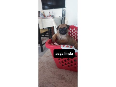 Pug mops bebekler