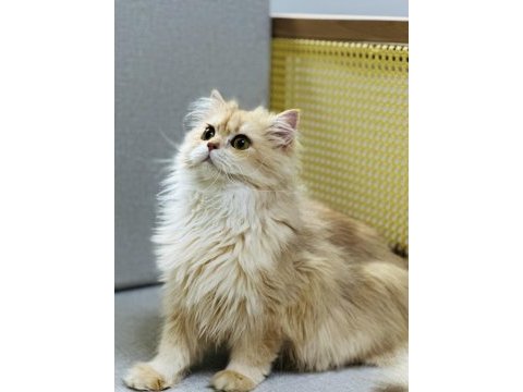 Yakışıklı golden british longhair erkek