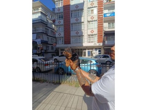 Rottweiler