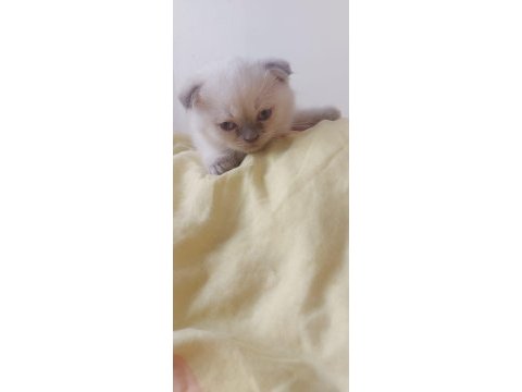 Scottish fold blue point