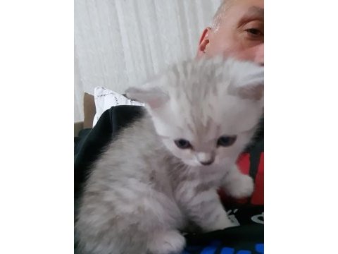 Yavru kedi