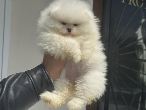 Tarım bakanlığı ruhsatlı çiftlikden pomeranian
