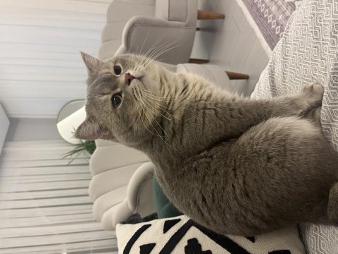 Uysal kedi