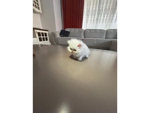 İran kedisi yavrularım