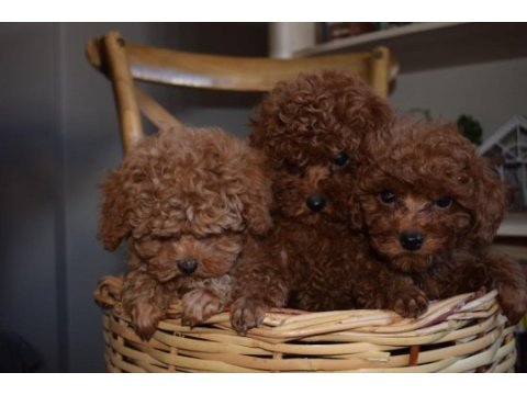 Ev ortamında büyüyen toy poodle yavrular