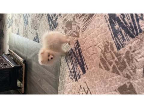 3.5 aylık dişi pomeranian yavrumuz